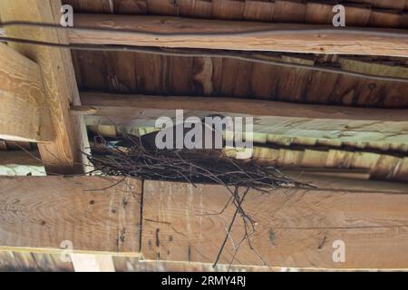 Im Frühjahr sitzt die Taube unter dem Dach des Nestes Stockfoto