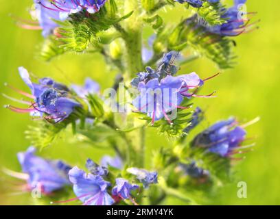 In der Natur blühen unter den wilden Kräutern Echium vulgare Stockfoto