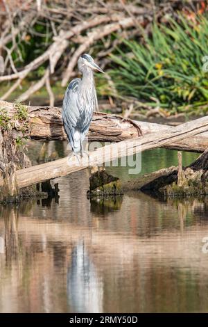 Union Bay Natural Area, Seattle, Washington, USA. Toller Blauer Reiher im Yesler Slough. Stockfoto