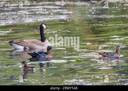 Union Bay Natural Area, Seattle, Washington, USA. Canada Goose und ein Paar Wood Ducks im Yesler Slough. Stockfoto