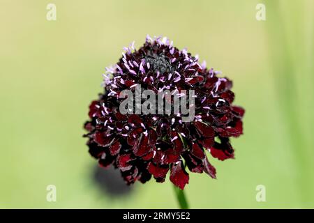 Nahaufnahme einer schwarzen Ritterkissenblume (scabiosa atropurpurea) in Blüte Stockfoto