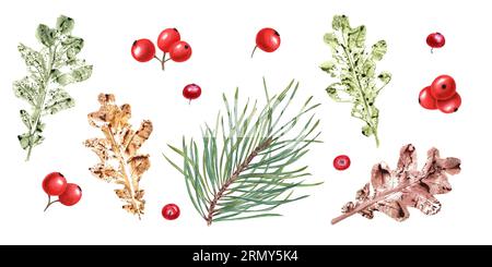 Bunte Herbstblätter, Kiefernzweig, reife rote Beeren Set von herbsttrockenen Blättern, Beeren, Tannen. Aquarelldarstellung isoliert auf weiß Stockfoto