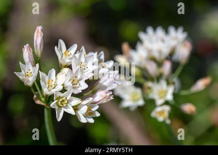 Nahaufnahme von dünnen Blüten mit falschem Knoblauch (Nothoscordum gracile) in Blüte Stockfoto