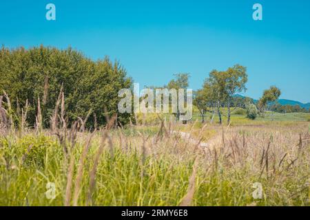 Einige Birkenbäume zwischen den Wiesen mit langem Gras und hellblauem Himmel. Sommerlage auf einem Feld mit einsamen Bäumen. Stockfoto