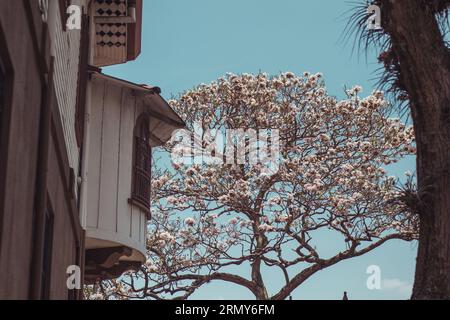 Blühender Baum im Zentrum von San Jose, der Hauptstadt von costa rica an einem sonnigen Tag mit blauem Himmel. Herrlich blühender Baum. Stockfoto