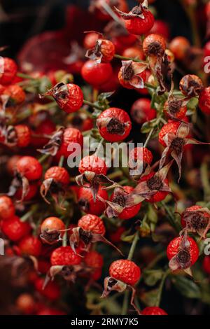 Natürlicher Hintergrund mit leuchtend rot-rosafarbenen Hüften. Ernte und Danksagung Stillleben. Postkarte der Saison Stockfoto