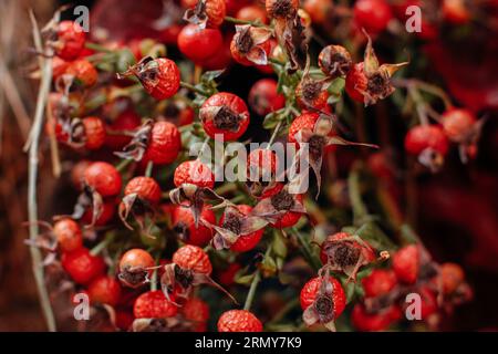 Natürlicher Hintergrund mit leuchtend rot-rosafarbenen Hüften. Ernte und Danksagung Stillleben. Saisonaler Hintergrund Stockfoto