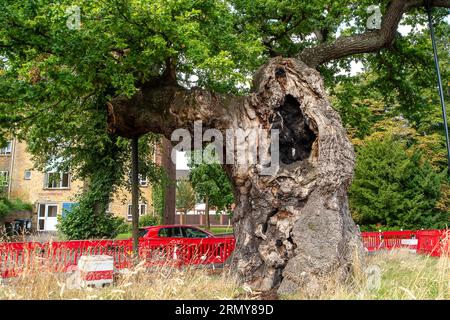 Addlestone, Surrey, Großbritannien. 30. August 2023. Die Crouch Oak (abgebildet) in Addlestone, Surrey, hat eine Reihe von schweren Ästen aufgesetzt. Die Bauarbeiten neben dem alten Baum in der Crouch Oak Lane sollen ab dem 4. September für etwa drei Wochen beginnen, um den Baum zu stärken. Die riesige Eiche ist fast 1.000 Jahre alt und wurde vom Woodland Trust zum Baum des Jahres ernannt. Die prächtige Eiche markierte einst die Grenze zum Windsor Forest und man sagt, dass Königin Elisabeth I. darunter picknickte. Ein Teil des Baumstammes wurde in der Weihnachtsnacht beschädigt Stockfoto