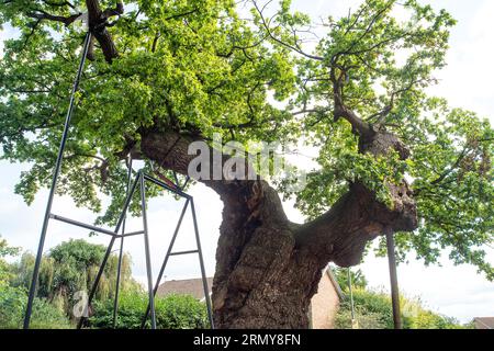 Addlestone, Surrey, Großbritannien. 30. August 2023. Die Crouch Oak (abgebildet) in Addlestone, Surrey, hat eine Reihe von schweren Ästen aufgesetzt. Die Bauarbeiten neben dem alten Baum in der Crouch Oak Lane sollen ab dem 4. September für etwa drei Wochen beginnen, um den Baum zu stärken. Die riesige Eiche ist fast 1.000 Jahre alt und wurde vom Woodland Trust zum Baum des Jahres ernannt. Die prächtige Eiche markierte einst die Grenze zum Windsor Forest und man sagt, dass Königin Elisabeth I. darunter picknickte. Ein Teil des Baumstammes wurde in der Weihnachtsnacht beschädigt Stockfoto