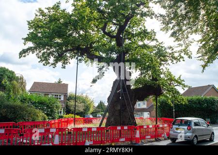 Addlestone, Surrey, Großbritannien. 30. August 2023. Die Crouch Oak (abgebildet) in Addlestone, Surrey, hat eine Reihe von schweren Ästen aufgesetzt. Die Bauarbeiten neben dem alten Baum in der Crouch Oak Lane sollen ab dem 4. September für etwa drei Wochen beginnen, um den Baum zu stärken. Die riesige Eiche ist fast 1.000 Jahre alt und wurde vom Woodland Trust zum Baum des Jahres ernannt. Die prächtige Eiche markierte einst die Grenze zum Windsor Forest und man sagt, dass Königin Elisabeth I. darunter picknickte. Ein Teil des Baumstammes wurde in der Weihnachtsnacht beschädigt Stockfoto