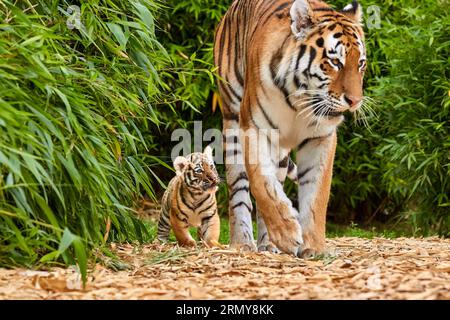 Tigerjunges geht mit seiner Mutter amur Tiger (Panthera tigris) Stockfoto