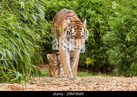 Tigerjunges geht mit seiner Mutter amur Tiger (Panthera tigris) Stockfoto