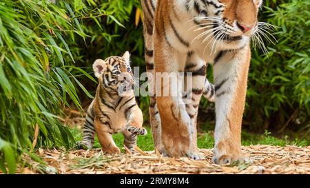 Tigerjunges geht mit seiner Mutter amur Tiger (Panthera tigris) Stockfoto