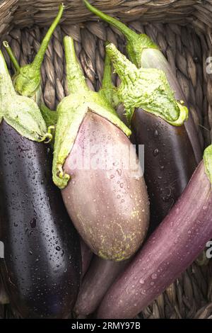 Ein Nahaufnahme-Flatlay-Foto von verschiedenen Arten frisch geernteter Auberginen, die in einem Korb sitzen. Stockfoto
