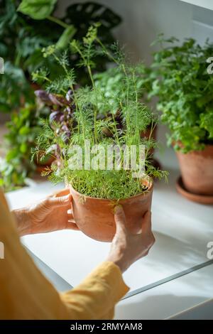 Frau legt grüne Dillpflanze in Topf auf den Tisch in die Küche zu Hause, Hände nah an. Stockfoto
