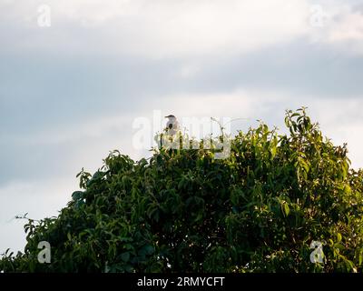 Ein dunkelgrauer Vogel (Great Soor) thront auf einem Baum in San Cristobal, Antioquia, Kolumbien Stockfoto