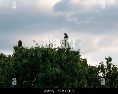 Ein dunkelgrauer Vogel (große Soor) thront auf einem Baum in San Cristobal, Antioquia, Kolumbien Stockfoto