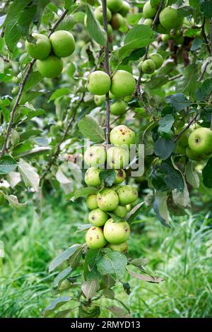 Äpfel mit Apfelschorf Venturia inaequalis Stockfoto