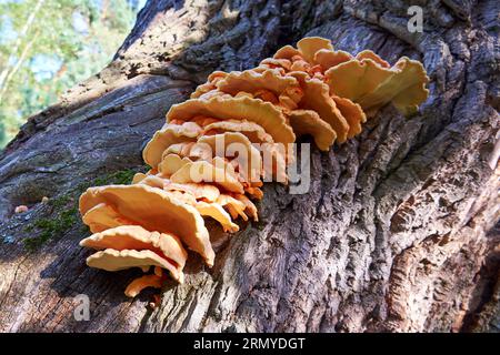 Schwefel-Pilz (Laetiporus sulphureus) Nahaufnahme Stockfoto