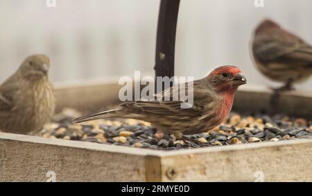 Nahaufnahme des finkenmännchens am Schrägförderer Stockfoto