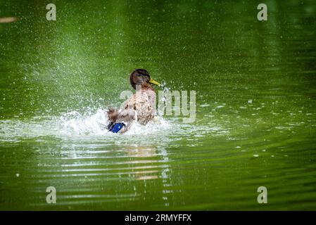 Stockenten, männlich, schwimmend auf einem See. Männliche Wildente, Anas platyrhynchos. Stockfoto