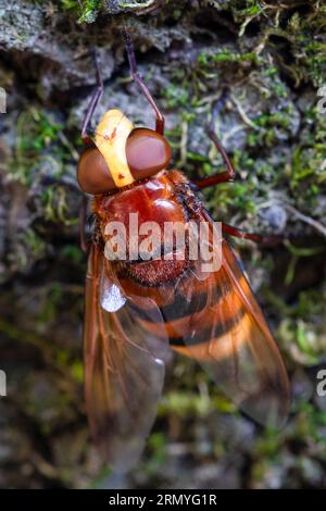 Hornet hoverfly, auch Hornet imitiert hoverfly (Volucella zonaria) oder Girdle hoverfly. Stockfoto