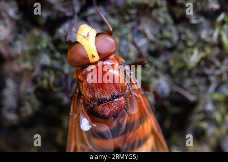 Hornet hoverfly, auch Hornet imitiert hoverfly (Volucella zonaria) oder Girdle hoverfly. Stockfoto