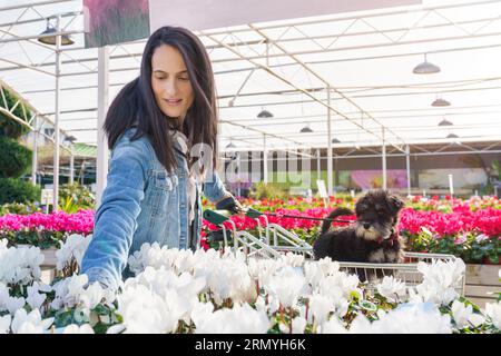 Weibliche Kundin mit kleinem Hund im Einkaufswagen unter bunten blühenden Zyklamen, die sich für einen Kauf in einem Blumenladen entscheiden Stockfoto