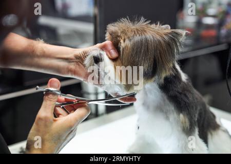 Schneide den gehorsamen Yorkshire Terrier mit einer Schere, während du in einem modernen Pflegesalon arbeitest Stockfoto