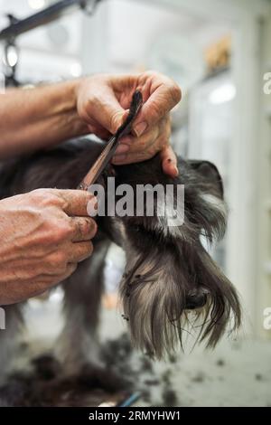 Schneide anonymen Groomer mit einer Schere auf das Ohr des niedlichen Miniatur Schnauzer im professionellen Pflegesalon Stockfoto