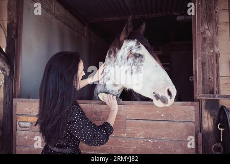 Seitenansicht eines fürsorglichen Weibchens mit schwarzem Haar, das gehorsame weiße gefleckte Pferde in einem hölzernen Stall auf dem Land bürstet Stockfoto