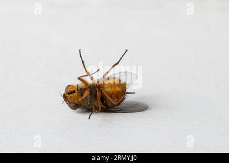 Fliege mit goldenem Bauch auf dem Rücken auf einer weißen Fensterbank Stockfoto