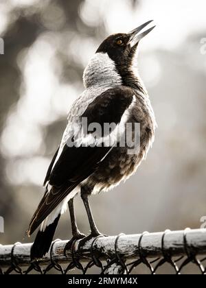 Eine junge australische Elster singt Stockfoto