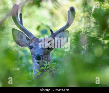 Hirschbock mit samtigem Geweih im Wald Stockfoto