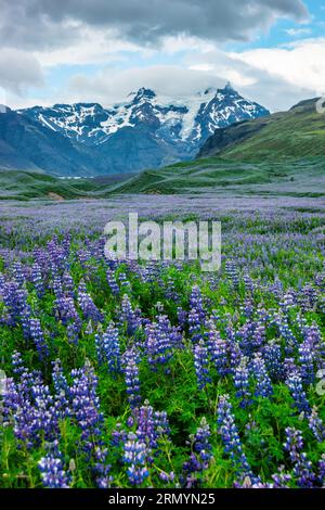 Lupinwiese am Skaftafell-Gletscher, Vatnajokull-Nationalpark in Island Stockfoto
