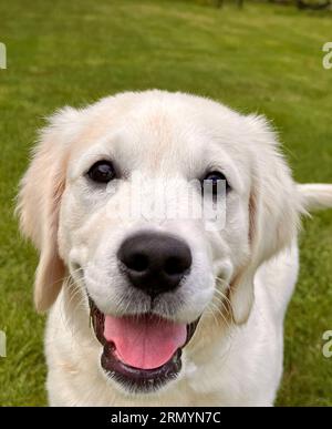 Happy Cream Golden Retriever Welpe im Freien auf grünem Gras Stockfoto