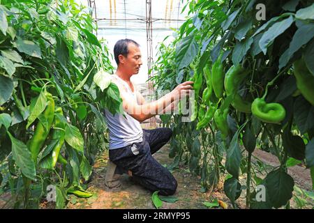 Luannan County, CN - 14. Juni 2019: Gärtner pflückte Paprika im Gewächshaus, Luannan County, Provinz Hebei, China Stockfoto