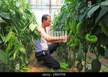 Luannan County, CN - 14. Juni 2019: Gärtner pflückte Paprika im Gewächshaus, Luannan County, Provinz Hebei, China Stockfoto