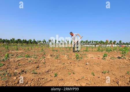 Luannan County, CN - 14. Juni 2019: Gärtner war beschäftigt in der Gärtnerei, Luannan County, Provinz Hebei, China Stockfoto