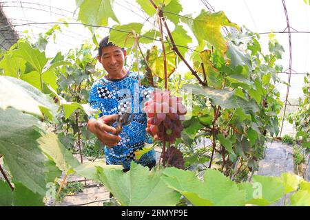 Luannan County, CN - 14. Juni 2019: Gärtner war beschäftigt im Weinberg, Luannan County, Provinz Hebei, China Stockfoto