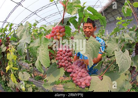 Luannan County, CN - 14. Juni 2019: Gärtner war beschäftigt im Weinberg, Luannan County, Provinz Hebei, China Stockfoto