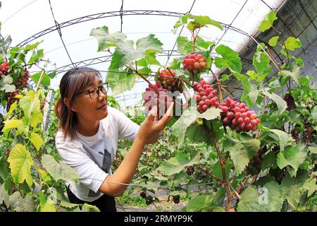 Luannan County, CN - 14. Juni 2019: Gärtner war beschäftigt im Weinberg, Luannan County, Provinz Hebei, China Stockfoto