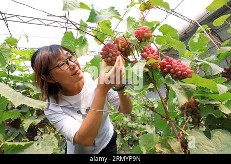 Luannan County, CN - 14. Juni 2019: Gärtner war beschäftigt im Weinberg, Luannan County, Provinz Hebei, China Stockfoto