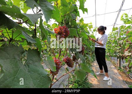 Luannan County, CN - 14. Juni 2019: Gärtner war beschäftigt im Weinberg, Luannan County, Provinz Hebei, China Stockfoto