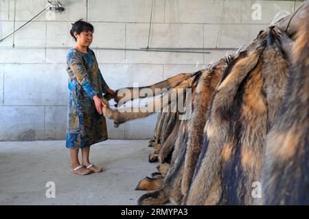 Luannan County, CN - 14. Juni 2019: Workers is Finish the Nerk Skin, Luannan County, Provinz Hebei, China Stockfoto