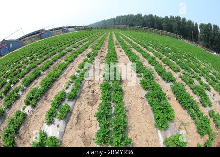 Erdnüsse auf dem Feld, Nordchina Stockfoto