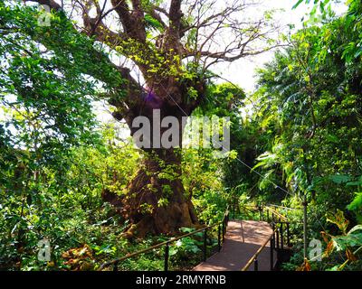 Naha, Okinawa, Südostasien - Blaue Zonen Stockfoto