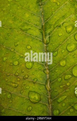 Nahansicht eines leuchtend grünen Plumeria-Blattes mit Wassertropfen Stockfoto