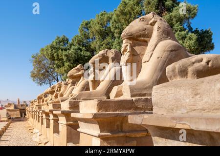 Die Avenue of Sphinxes oder die King's Festivities Road, auch bekannt als Rams Road, ist eine 2,7 km lange Allee, die den Karnak-Tempel mit dem Luxor-Tempel verbindet. Stockfoto