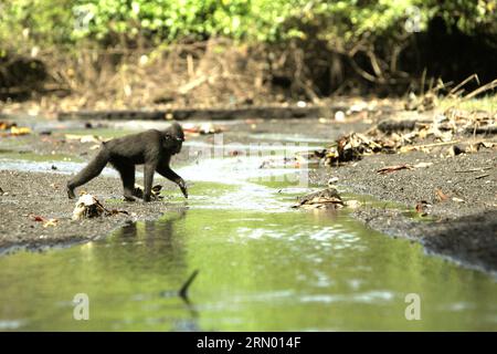 Ein Sulawesi-Makaken (Macaca nigra) mit schwarzer Haube ernährt sich auf einem Bach in der Nähe eines Strandes im Tangkoko-Wald, Nord-Sulawesi, Indonesien. Der natürliche Lebensraum dieser geschützten Art ist ein Tieflandwald, der sich vom Meeresspiegel bis auf eine Höhe von etwa 1.300 Metern erstreckt, mit einer Reichweite von etwa 2 Quadratkilometern nach Angaben von Primatenforschern. Klimawandel und Krankheiten sind neue Bedrohungen für Primaten, während Schopfmakaken zu den 10 % der Primatenarten gehören, die besonders anfällig für Dürren sind. Ein kürzlich erschienener Bericht hat gezeigt, dass die Temperatur im Tangkoko-Wald tatsächlich steigt, und die... Stockfoto